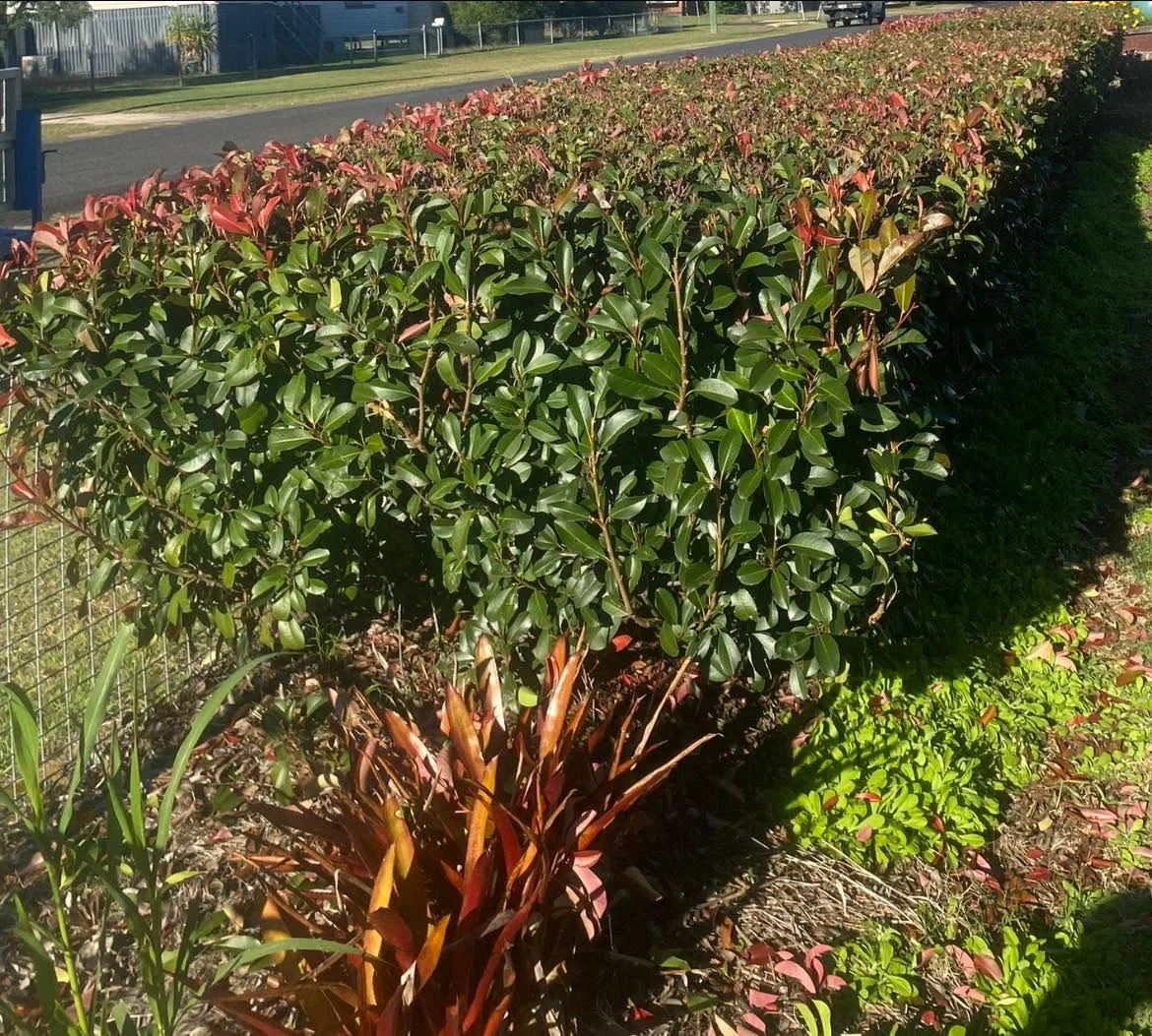 Neatly maintained residential hedge and garden planting